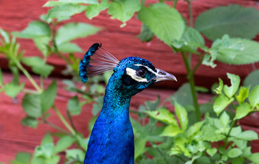 Peacock head in closeup