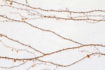 Apricot cherry Peach Blossom flowering. Flowers blossom wallpaper.