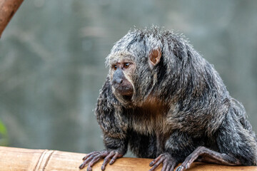 Female Saki Monkey at Furuvik Zoo