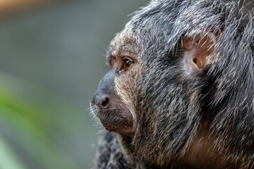 Female Saki Monkey at Furuvik Zoo