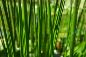 Fototapeta na wymiar Sedge as a background, grows in the water of a small river. Close up photo. Beautiful green color.