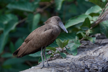 Hamerkop (Scopus umbretta)