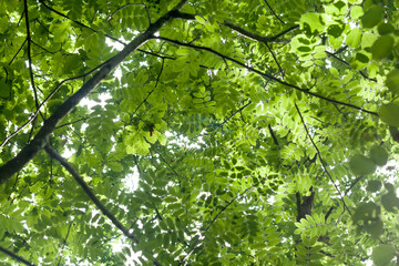 Fototapeta na wymiar sorbus and oak green leaves in a springtime forest