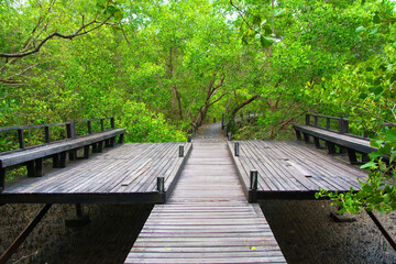 Mangrove forest with wood Walk way.