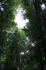 대나무 숲 표현입니다.