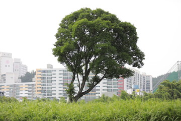 울산 태화강 주변 나무 표현입니다.