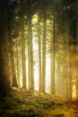 misterious blurry forest, dreamy background