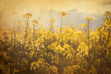 soft sunlight on rapeseed yellow flowers, seasonal abstract background