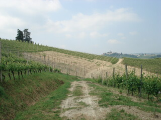 Fototapeta na wymiar Vineyards in Langhe Barolo Italy in fall