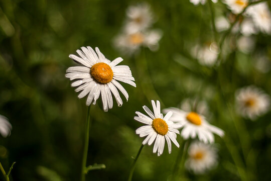 Springtime Daisies, Dreamy Nature Background