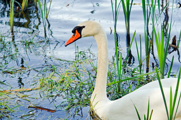 Jezioro Kamień gm. Szemud, łabędź  © Izabela
