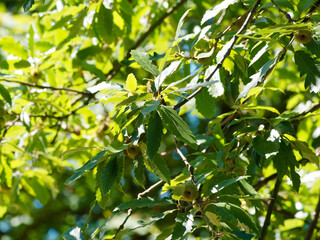 (Quercus cerris) Chêne chevelu ou chêne de Bourgogne au feuilles vert sombre luisant en dessus,...