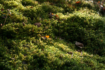 moss carpet in the forest soil,nature background