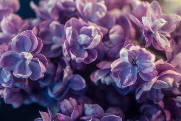 close up of lilac flowers