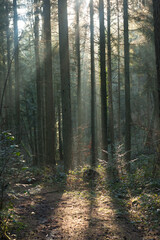 light among the woods
