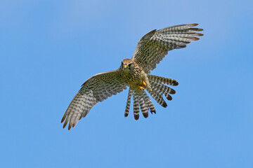 Common kestrel (Falco tinnunculus)