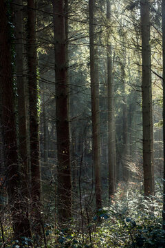 green pine forest