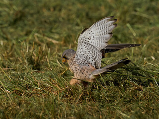 Common kestrel (Falco tinnunculus)