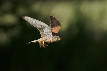 Common kestrel (Falco tinnunculus)