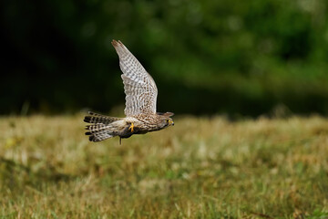 Common kestrel (Falco tinnunculus)