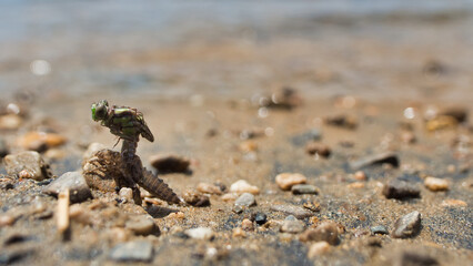 Molting Dragonfly on a Beach Insect Molting on a Beach Wings Not Extended