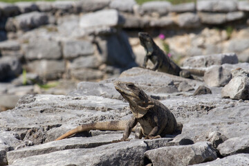 Wildlife. Iguanas in the rocky mayan civilization ruins in Tulum, Mexico. 