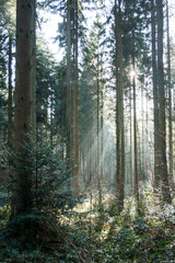 Fototapeta premium winter light among the trees in the forest