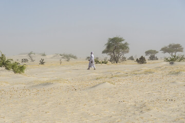 Desert scenery with dry bushes in the Sahara, Chad