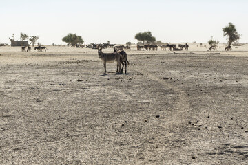 Fototapeta na wymiar Donkeys in desert Village, Chad