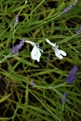 Kolorowe motyle  © merko