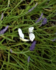 Kolorowe motyle  © merko