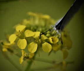 Kolorowe motyle  © merko