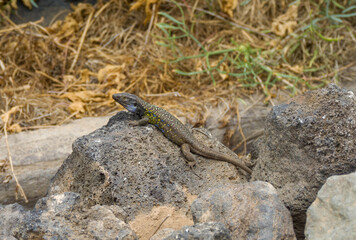 Tenerife lizard or Western Canarien Lizard,  Tizon, Gallotia Galloti on volcanic stones in the North of Tenerife, Canary Islands, Spain.