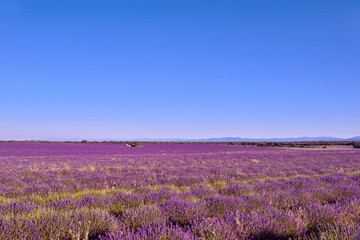 Obraz na płótnie Canvas Briuhega, Spain: 07.04.2020; The violet beauty of lavender landscape