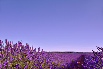 Fototapeta na wymiar Briuhega, Spain: 07.04.2020; The lavender field in the summer