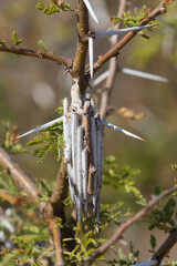 Bagworm moth case in the family Lepidoptera closeup hanging on a thorn tree in South Africa
