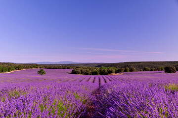 Fototapeta na wymiar Briuhega, Spain: 07.04.2020; The violet beauty of unlimited lavender field