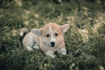 Welsh Corgi Pembroke puppy lies on the grass in the park