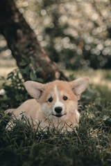 Welsh Corgi Pembroke puppy lies on the grass in the park