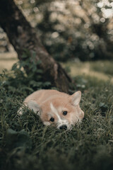 Welsh Corgi Pembroke puppy lies on the grass in the park