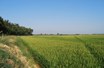 
rice field with green rice and side trees