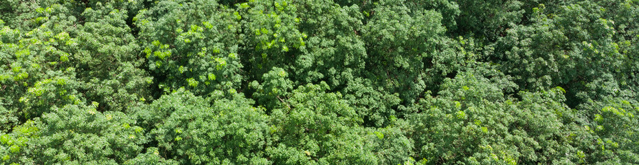 Treetops in a tropical forest that is blown by the wind In the summer Before entering the rainy season