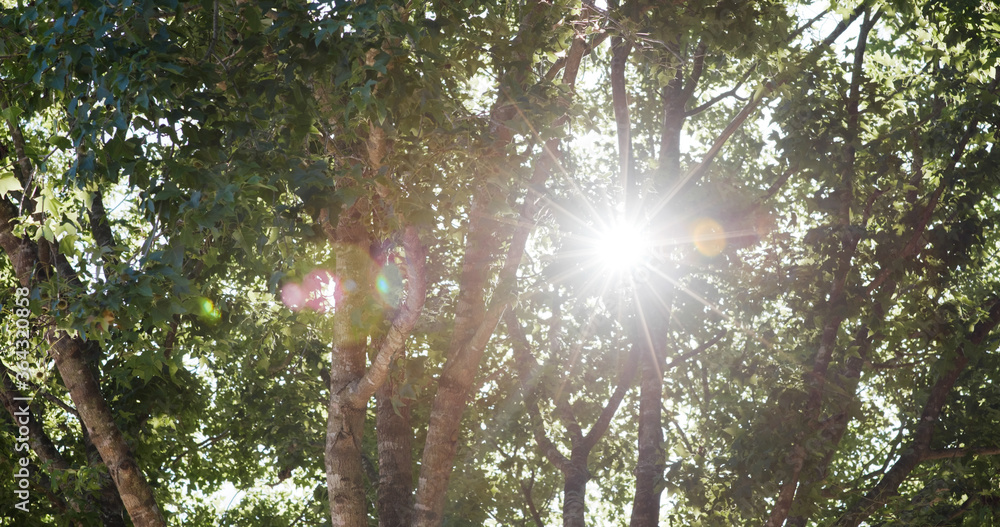 Canvas Prints sunlight pass though the tree bark