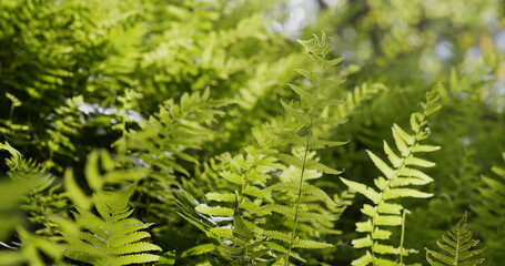 Green ferns plant in field