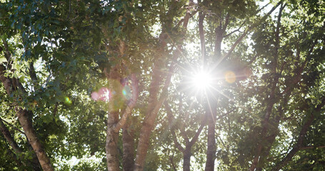 Obraz premium Sunlight pass though the tree bark