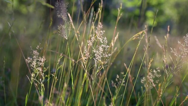 The Poa pratensis or common meadow grass in the light wind. Background footage in the forest