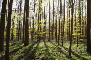 springtime in the forest