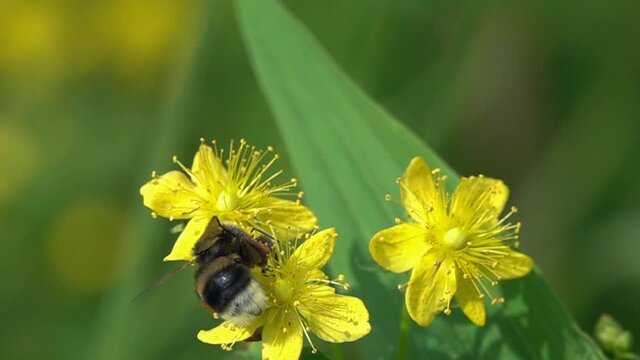 Bumblebee is on bright yellow hypericum flowers, slow motion. Large orange pollen baskets filled with pollen. Flower of Common Perforate St John's Wort (Hypericum perforatum)
