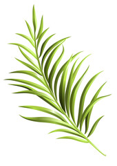 Green palm branch. Element for your design. Vector illustration