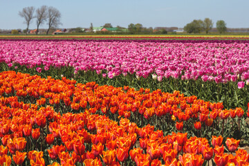 colorful tulips fields